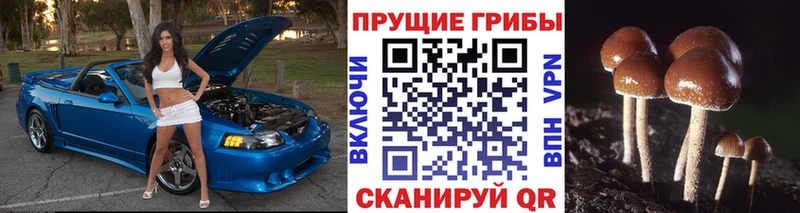 Галлюциногенные грибы Cubensis Сортавала